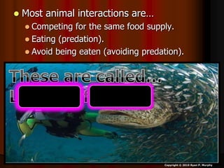  Most animal interactions are…
 Competing for the same food supply.
 Eating (predation).
 Avoid being eaten (avoiding predation).
Copyright © 2010 Ryan P. Murphy
 