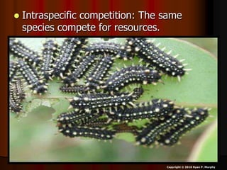  Intraspecific competition: The same
species compete for resources.
Copyright © 2010 Ryan P. Murphy
 