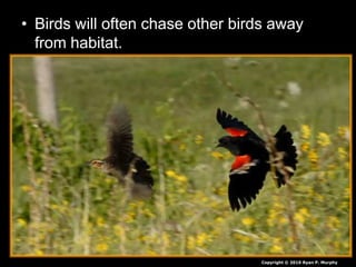 • Birds will often chase other birds away
from habitat.
Copyright © 2010 Ryan P. Murphy
 