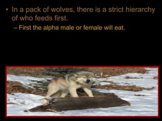 • In a pack of wolves, there is a strict hierarchy
of who feeds first.
– First the alpha male or female will eat.
 