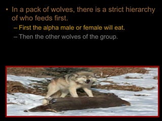 • In a pack of wolves, there is a strict hierarchy
of who feeds first.
– First the alpha male or female will eat.
– Then the other wolves of the group.
 