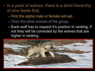 • In a pack of wolves, there is a strict hierarchy
of who feeds first.
– First the alpha male or female will eat.
– Then the other wolves of the group.
– Each wolf has to respect it’s position in ranking, if
not they will be corrected by the wolves that are
higher in ranking.
 