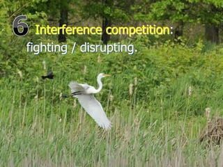 Interference competition:
fighting / disrupting.
 