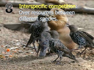 Interspecific competition:
Over resources between
different species.
 