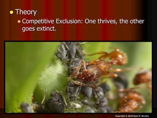  Theory
 Competitive Exclusion: One thrives, the other
goes extinct.
Copyright © 2010 Ryan P. Murphy
 