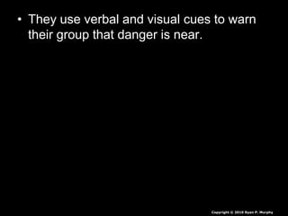 • They use verbal and visual cues to warn
their group that danger is near.
Copyright © 2010 Ryan P. Murphy
 
