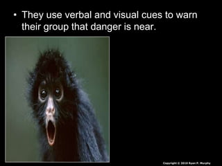 • They use verbal and visual cues to warn
their group that danger is near.
Copyright © 2010 Ryan P. Murphy
 