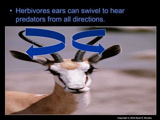 • Herbivores ears can swivel to hear
predators from all directions.
Copyright © 2010 Ryan P. Murphy
 