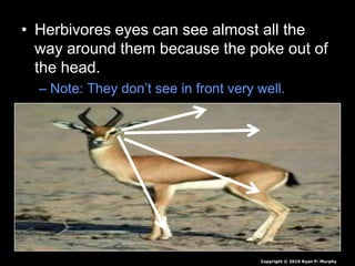 • Herbivores eyes can see almost all the
way around them because the poke out of
the head.
– Note: They don’t see in front very well.
Copyright © 2010 Ryan P. Murphy
 
