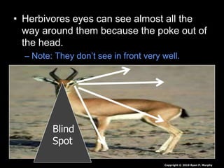 • Herbivores eyes can see almost all the
way around them because the poke out of
the head.
– Note: They don’t see in front very well.
Copyright © 2010 Ryan P. Murphy
Blind
Spot
 
