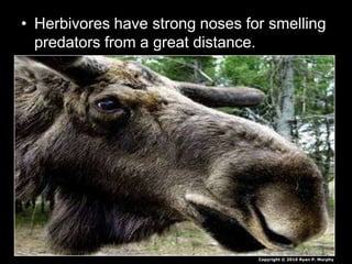 • Herbivores have strong noses for smelling
predators from a great distance.
Copyright © 2010 Ryan P. Murphy
 