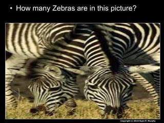 • How many Zebras are in this picture?
Copyright © 2010 Ryan P. Murphy
 