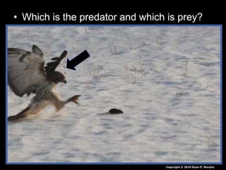 • Which is the predator and which is prey?
Copyright © 2010 Ryan P. Murphy
 