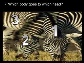 • Which body goes to which head?
Copyright © 2010 Ryan P. Murphy
 