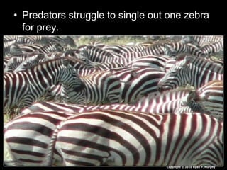 • Predators struggle to single out one zebra
for prey.
Copyright © 2010 Ryan P. Murphy
 