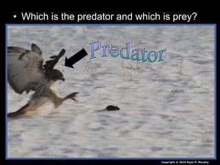 • Which is the predator and which is prey?
Copyright © 2010 Ryan P. Murphy
 