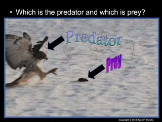 • Which is the predator and which is prey?
Copyright © 2010 Ryan P. Murphy
 