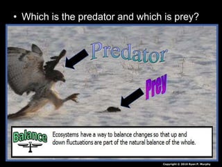 • Which is the predator and which is prey?
Copyright © 2010 Ryan P. Murphy
 