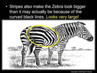 • Stripes also make the Zebra look bigger
than it may actually be because of the
curved black lines. Looks very large!
Copyright © 2010 Ryan P. Murphy
 
