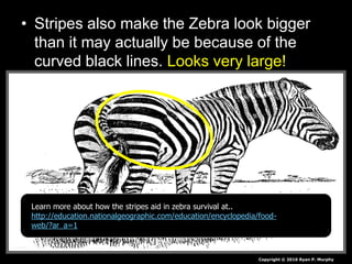 • Stripes also make the Zebra look bigger
than it may actually be because of the
curved black lines. Looks very large!
Copyright © 2010 Ryan P. Murphy
Learn more about how the stripes aid in zebra survival at..
http://education.nationalgeographic.com/education/encyclopedia/food-
web/?ar_a=1
 