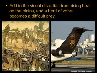 • Add in the visual distortion from rising heat
on the plains, and a herd of zebra
becomes a difficult prey.
Copyright © 2010 Ryan P. Murphy
 