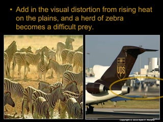 • Add in the visual distortion from rising heat
on the plains, and a herd of zebra
becomes a difficult prey.
Copyright © 2010 Ryan P. Murphy
 