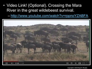 • Video Link! (Optional). Crossing the Mara
River in the great wildebeest survival.
– http://www.youtube.com/watch?v=rppnoYZABFA
Copyright © 2010 Ryan P. Murphy
 