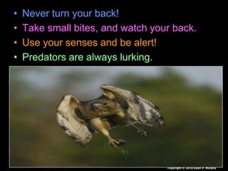 • Never turn your back!
• Take small bites, and watch your back.
• Use your senses and be alert!
• Predators are always lurking.
Copyright © 2010 Ryan P. Murphy
 