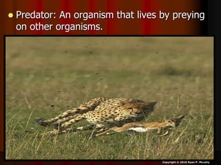  Predator: An organism that lives by preying
on other organisms.
Copyright © 2010 Ryan P. Murphy
 