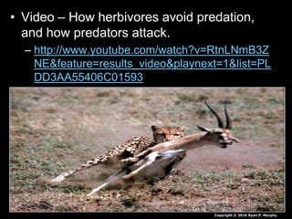 • Video – How herbivores avoid predation,
and how predators attack.
– http://www.youtube.com/watch?v=RtnLNmB3Z
NE&feature=results_video&playnext=1&list=PL
DD3AA55406C01593
Copyright © 2010 Ryan P. Murphy
 