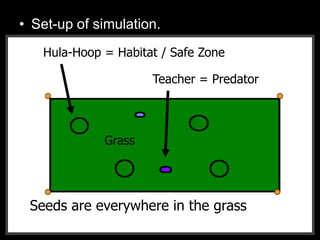 • Set-up of simulation.
Hula-Hoop = Habitat / Safe Zone
Teacher = Predator
Seeds are everywhere in the grass
Grass
 
