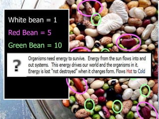 White bean = 1
Red Bean = 5
Green Bean = 10
 