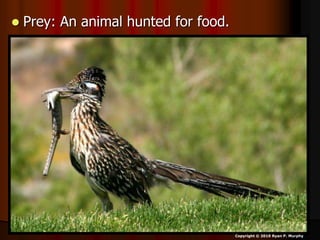  Prey: An animal hunted for food.
Copyright © 2010 Ryan P. Murphy
 