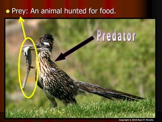  Prey: An animal hunted for food.
Copyright © 2010 Ryan P. Murphy
 