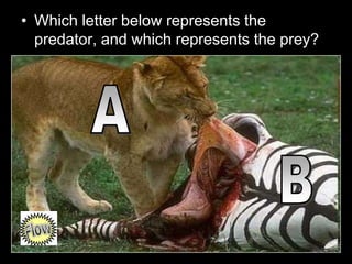 • Which letter below represents the
predator, and which represents the prey?
 