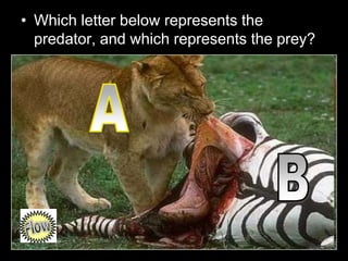 • Which letter below represents the
predator, and which represents the prey?
 