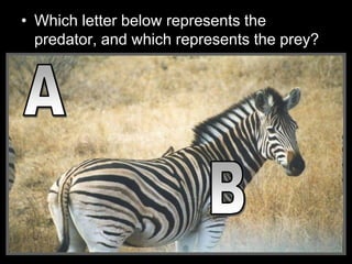• Which letter below represents the
predator, and which represents the prey?
 