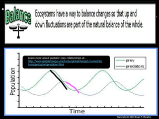 • Answer! As prey rise, predator rise just behind
them. As they rise they overpopulate and many
prey get eaten. The predators then die until the
prey repopulate. The cycle repeats.
Copyright © 2010 Ryan P. Murphy
Learn more about predator prey relationships at…
http://www.globalchange.umich.edu/globalchange1/current/lec
tures/predation/predation.html
 