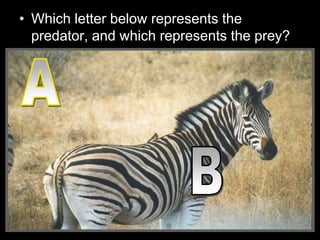 • Which letter below represents the
predator, and which represents the prey?
 