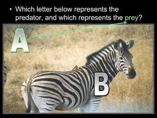 • Which letter below represents the
predator, and which represents the prey?
 