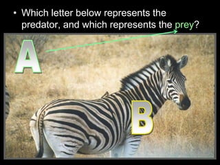 • Which letter below represents the
predator, and which represents the prey?
 