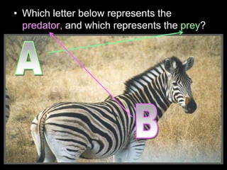 • Which letter below represents the
predator, and which represents the prey?
 