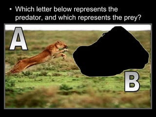• Which letter below represents the
predator, and which represents the prey?
 