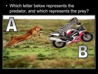 • Which letter below represents the
predator, and which represents the prey?
 