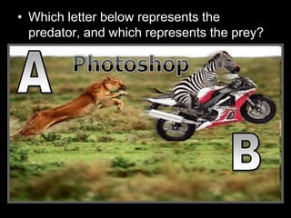 • Which letter below represents the
predator, and which represents the prey?
 