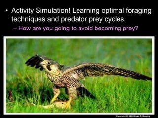 • Activity Simulation! Learning optimal foraging
techniques and predator prey cycles.
– How are you going to avoid becoming prey?
Copyright © 2010 Ryan P. Murphy
 
