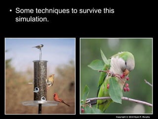 • Some techniques to survive this
simulation.
Copyright © 2010 Ryan P. Murphy
 