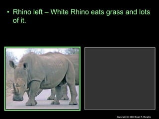 • Rhino left – White Rhino eats grass and lots
of it.
Copyright © 2010 Ryan P. Murphy
 