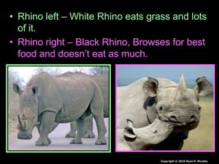 • Rhino left – White Rhino eats grass and lots
of it.
• Rhino right – Black Rhino, Browses for best
food and doesn’t eat as much.
Copyright © 2010 Ryan P. Murphy
 