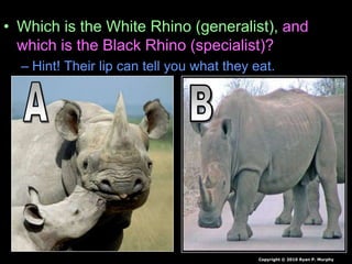 • Which is the White Rhino (generalist), and
which is the Black Rhino (specialist)?
– Hint! Their lip can tell you what they eat.
Copyright © 2010 Ryan P. Murphy
 